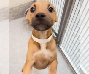 Labrador Retriever-Unknown Mix Dogs for adoption in Houston, TX, USA