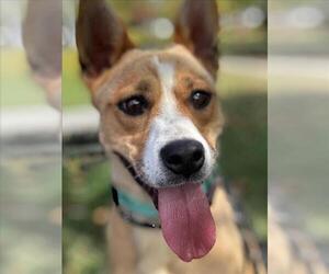 Mutt Dogs for adoption in Woodland, CA, USA