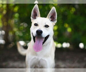 Siberian Husky-Unknown Mix Dogs for adoption in Tavares, FL, USA