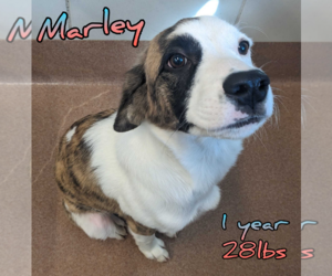 Mutt Dogs for adoption in Woodbury, NY, USA