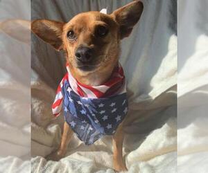 Mutt Dogs for adoption in Los Banos, CA, USA