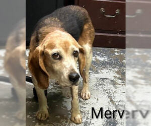 Beagle Dogs for adoption in Minneapolis, MN, USA