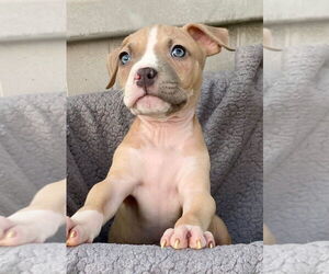 American Pit Bull Terrier-American Staffordshire Terrier Mix Dogs for adoption in Wenonah, NJ, USA