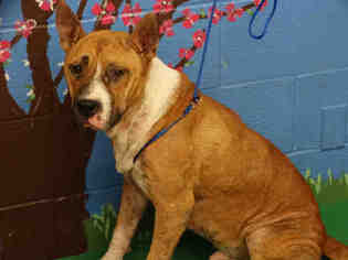 Akita-American Pit Bull Terrier Mix Dogs for adoption in Waco, TX, USA