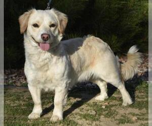 Golden Cocker Retriever Dogs for adoption in Palo Alto, CA, USA