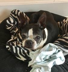 Boston Terrier Dogs for adoption in Coldwater, MI, USA