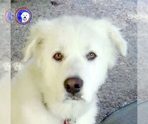 Medium Photo #7 Great Pyrenees Puppy For Sale in Spring, TX, USA