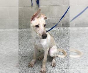 Labrador Retriever-Unknown Mix Dogs for adoption in Conroe, TX, USA