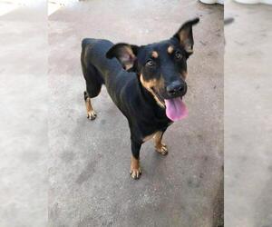 Doberman Pinscher-Unknown Mix Dogs for adoption in Florence, AL, USA