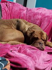 Dogue de Bordeaux Dogs for adoption in Brights Grove, Ontario, Canada