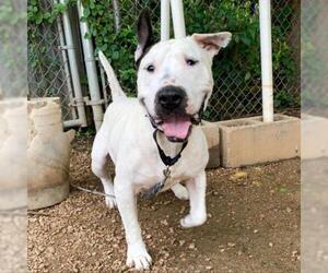 Bull Terrier Dogs for adoption in Austin, TX, USA
