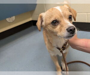 Chihuahua Dogs for adoption in Denver, CO, USA