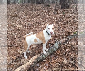 Jack Russell Terrier-Labrador Retriever Mix Dogs for adoption in Vass, NC, USA
