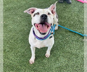 American Bulldog Dogs for adoption in Tavares, FL, USA