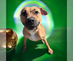 Mutt Dogs for adoption in Glen Allen, VA, USA