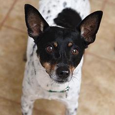 Rat Terrier Dogs for adoption in Kanab, UT, USA
