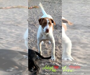 Pointer-Unknown Mix Dogs for adoption in Victoria, TX, USA