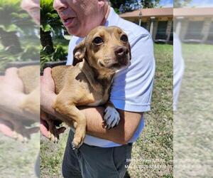 Chihuahua Dogs for adoption in San Antonio, TX, USA