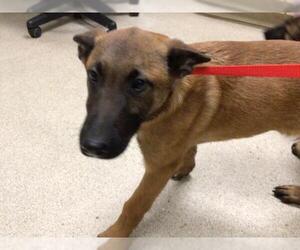Mutt Dogs for adoption in Riverside, CA, USA