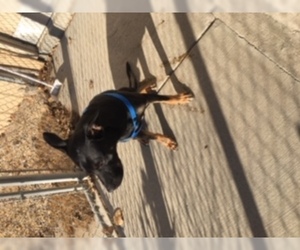 Labrador Retriever Dogs for adoption in Mitchell, SD, USA