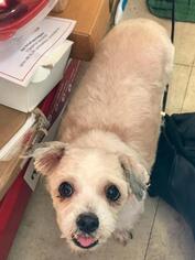 Shih-Poo Dogs for adoption in YARDLEY, PA, USA