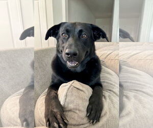 Labrador Retriever-Unknown Mix Dogs for adoption in McKinney, TX, USA