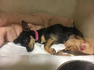 Chiweenie Dogs for adoption in Sylmar, CA, USA