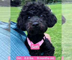 Poodle (Miniature) Dogs for adoption in West Hollywood, CA, USA