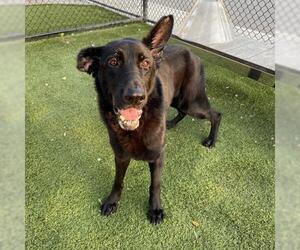 German Shepherd Dog Dogs for adoption in Alva, FL, USA
