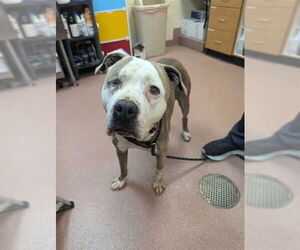 American Pit Bull Terrier Dogs for adoption in Ogden, UT, USA