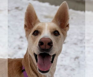 Siberian Husky-Unknown Mix Dogs for adoption in Jefferson, WI, USA