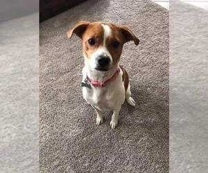 Jack-Rat Terrier Dogs for adoption in Pevely, MO, USA