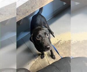 German Shepherd Dog-Unknown Mix Dogs for adoption in Tallahassee, FL, USA