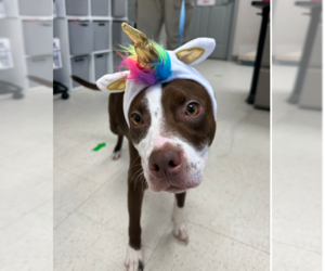 Mutt Dogs for adoption in Rowlett, TX, USA