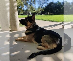 German Shepherd Dog Dogs for adoption in La Mesa, CA, USA