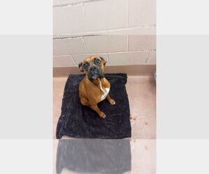 Boxer Dogs for adoption in Austin, TX, USA