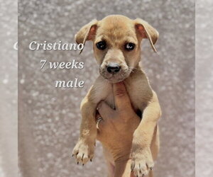 Chihuahua-Unknown Mix Dogs for adoption in Virginia Beach, VA, USA