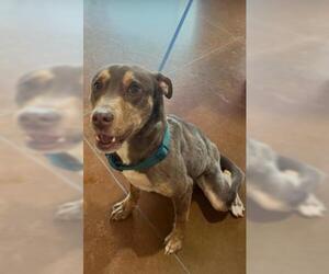 Catahoula Leopard Dog-Doberman Pinscher Mix Dogs for adoption in Texas City, TX, USA