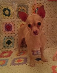 Chihuahua Dogs for adoption in savannah, GA, USA