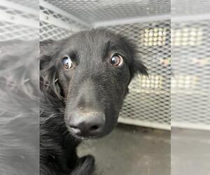 Border Collie Dogs for adoption in Bakersfield, CA, USA
