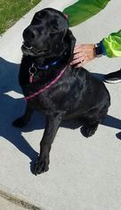 Labrador Retriever-Unknown Mix Dogs for adoption in Carroll, IA, USA
