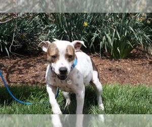 American Staffordshire Terrier-Unknown Mix Dogs for adoption in Waterford, VA, USA