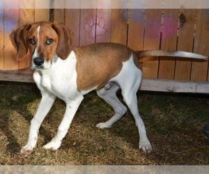 Treeing Walker Coonhound Dogs for adoption in West Valley, UT, USA