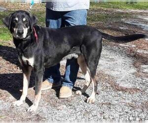 Black and Tan Coonhound Dogs for adoption in Griffin, GA, USA