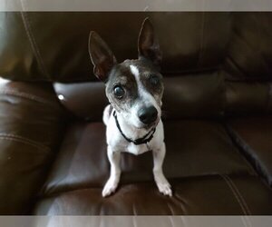 Boston Terrier-Unknown Mix Dogs for adoption in Gretna, NE, USA