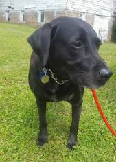 Labrador Retriever-Unknown Mix Dogs for adoption in Pequot Lakes, MN, USA