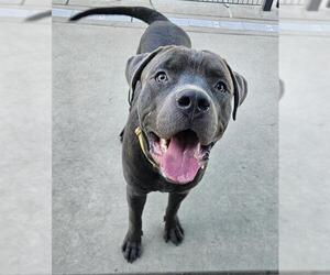 American Pit Bull Terrier Dogs for adoption in Sacramento, CA, USA