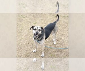 Mutt Dogs for adoption in Weaverville, NC, USA