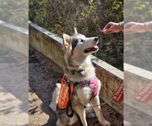 Alaskan Malamute Dogs for adoption in San Antonio, TX, USA