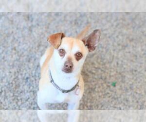 Chiweenie Dogs for adoption in Santa Cruz, CA, USA
